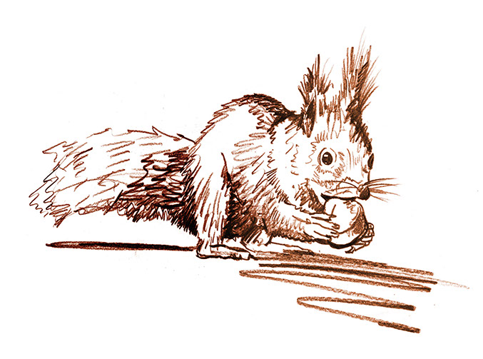 Illustrationen für die Broschüre ©Frank Engel, Programm-Ringbuch der Naturschule Aggerbogen Auftraggeber: Stadt Lohmar Abb.: Naturillustrationen