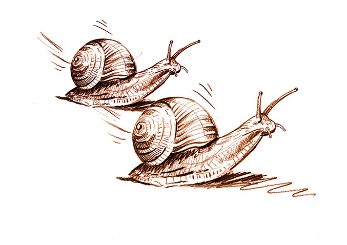 Illustrationen für die Broschüre ©Frank Engel, Programm-Ringbuch der Naturschule Aggerbogen Auftraggeber: Stadt Lohmar Abb.: Naturillustrationen